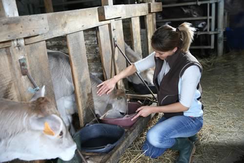 Calf Feeding