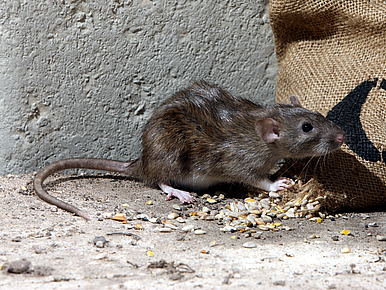 Rat