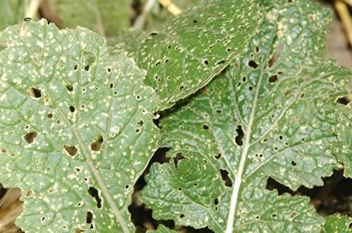 Flea beetle damage