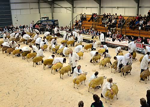 Beltex Judging 2014