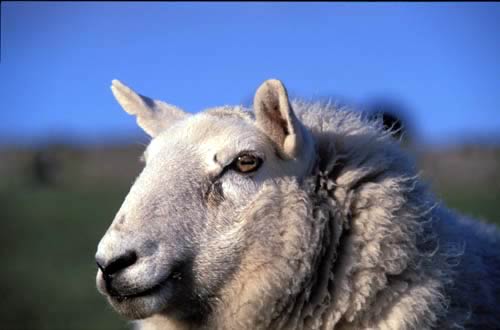 Sheep