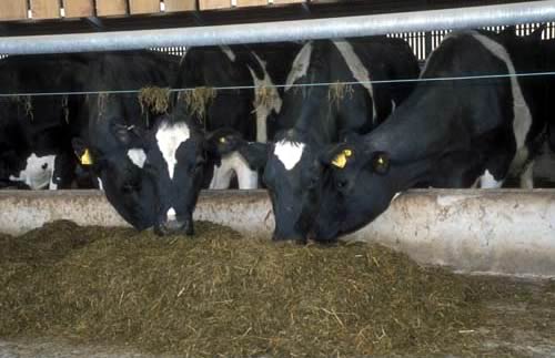 Cows