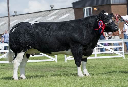 Yorkshire show supreme interbreed Champion, Tweeddale Hawkeye