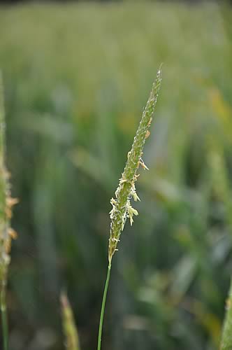 Black Grass