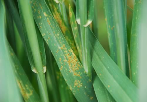 Yellow Rust