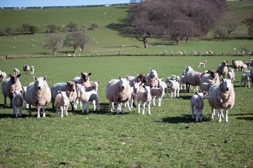Ewes and lambs