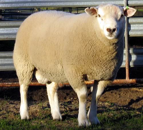 Te Rakau 92724