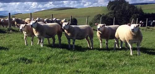 Some of the shearling ewes consigned by the Cambwell flock of the Laird family.