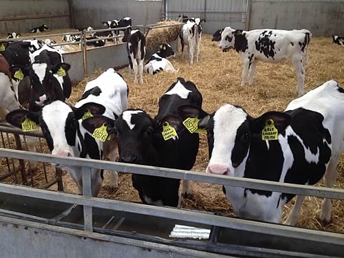 group of calves for genetracker