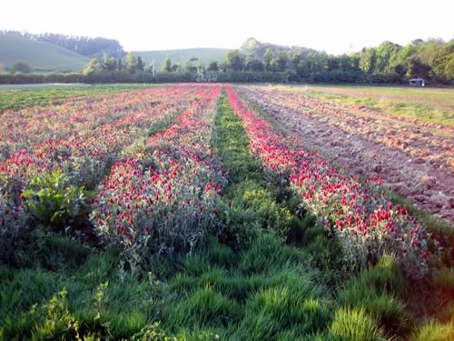 Crimson Red Clover feeds the soil