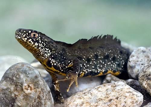 Great Crested Newt