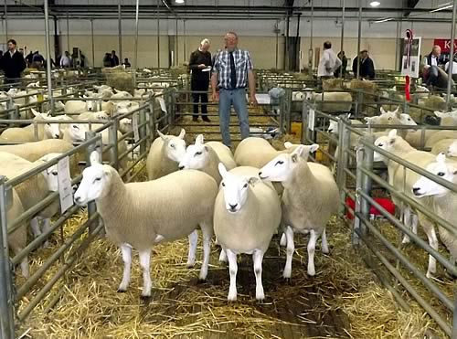 Champion Shearling Ewes - £320