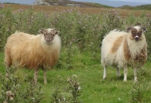 Icelandic Ewe lambs