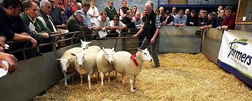 Carmarthen 2015 - Roger Wells sells 1st prize shearling ewes at £175