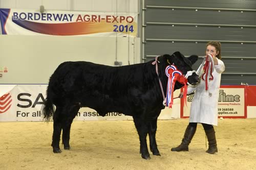 2014 Supreme Champ National Suckled Calf & Primestock Show - Khaleesi, owned by Dermot Small shown by Stephanie Dick.