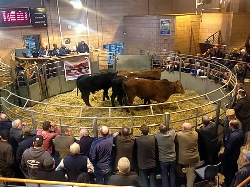 Auction Mart Salering