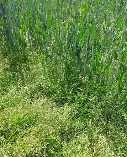 Annual meadow-grass is a deceptively competitive weed, says Syngenta field technical manager, Iain Hamilton, choking cereals by forming a dense, green carpet in the crop base