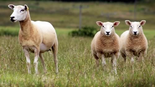 Texel ewe and lambs