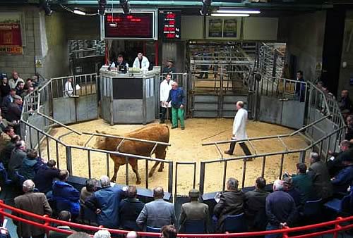 Auction Ring