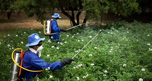Pesticides