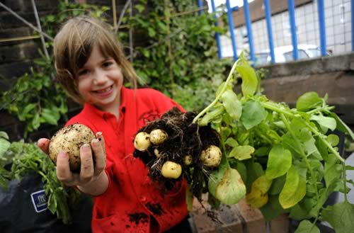 Grow Potatoes