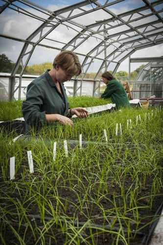 Ryegrass breeding at IBERS