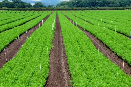 Growing Carrots