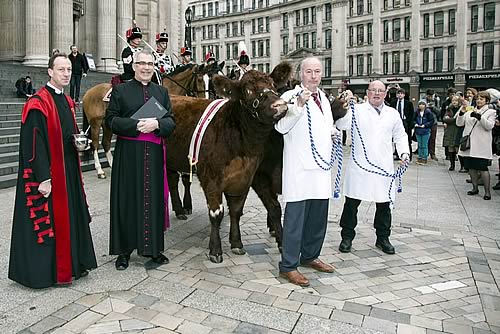 Shorthorn Cattle are Blessed in front of St Paul's