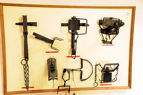 A collection of eight vintage and modern animal traps, including Lloyd trap, Juby trap, Fenn trap and others, mounted on a board with some labels.
