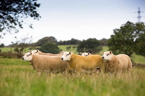 Texel Sheep