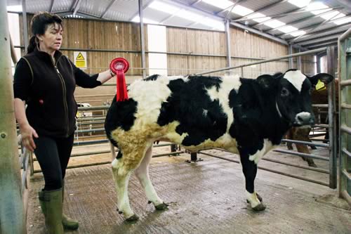 Sheila Mason with her first prize and top price Skipton store heifer