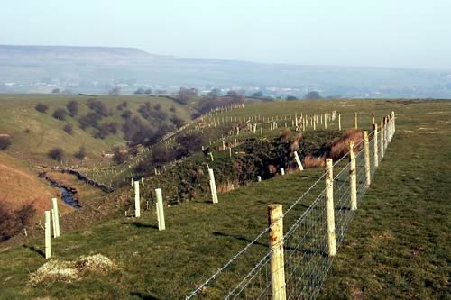 Great Gill West Scrafton