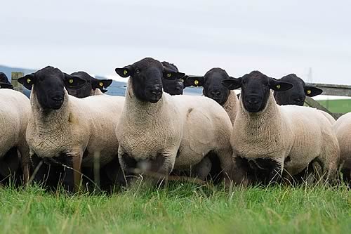Soutra Shearling Rams