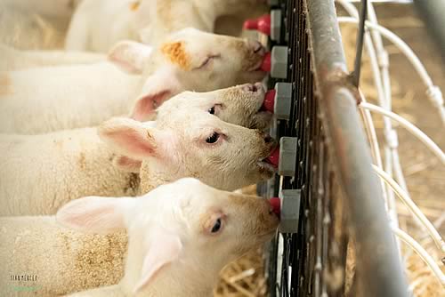 Only 45% of sheep producers are taking advantage of modern feeding technology to boost lamb performance and make their life easier.