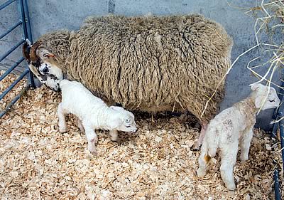 Ewe & lambs
