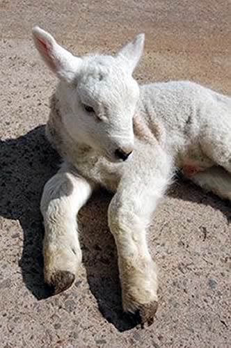 Lamb