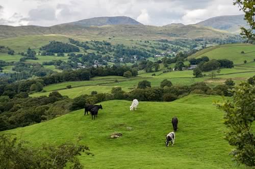 Grazing Land