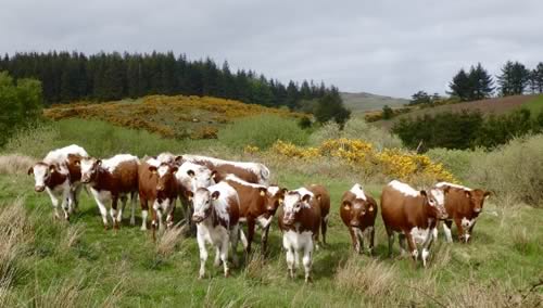 Irish Moiled Cattle