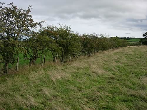 Hedgerow
