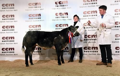 Sheila Mason and stockman Michael Johnson with Keasden Head’s 2017 Craven Champions supreme champion heifer.