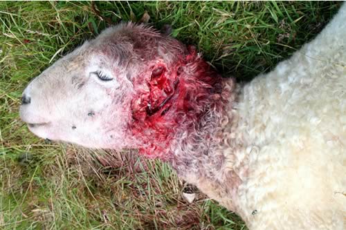 Ewe