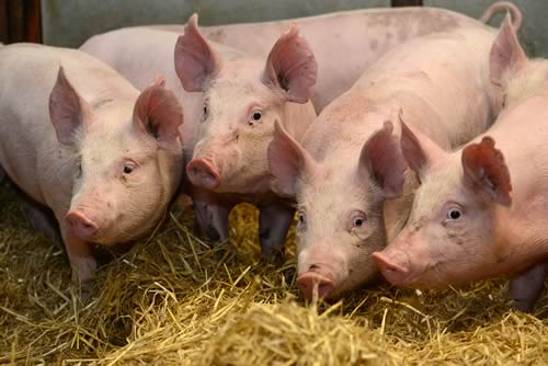 Gene edited pigs show signs of resistance to PRRSv