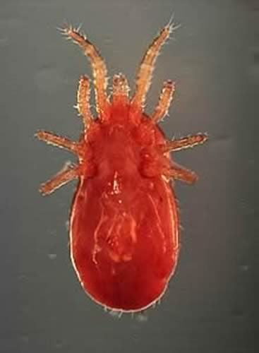 Red Mite