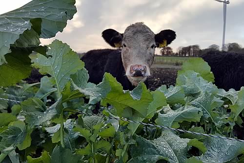 Kale