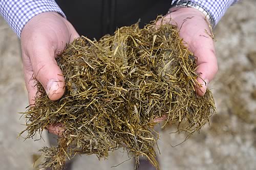 Sponsored ‘Clamp Talks’ at this year’s Grassland and Muck event will form part of Volac’s new Cut to Clamp initiative to help farmers produce consistently better silage