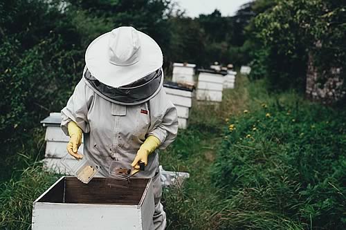 Beekeeping