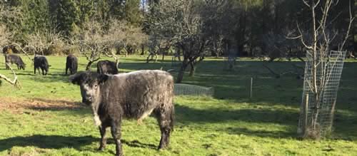 Blue Grey cattle conservation grazing at Peake, Devon