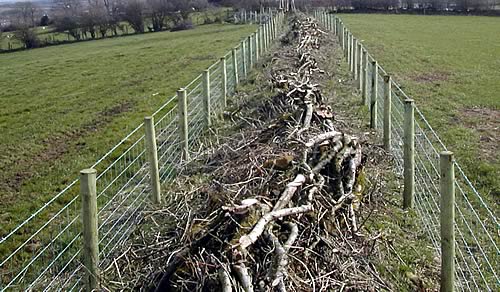 Hedge laying