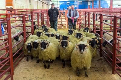 Blackface Hoggs