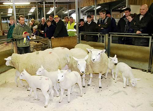 Thomas Boothman is pictured with his champion pen of ewes with lambs at foot